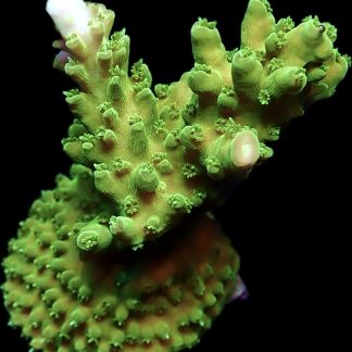 WYSIWYG 20i Green Slimer Acropora Frag