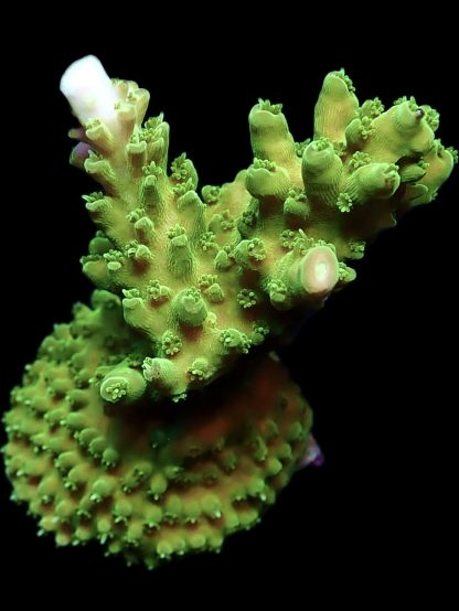 WYSIWYG 20i Green Slimer Acropora Frag