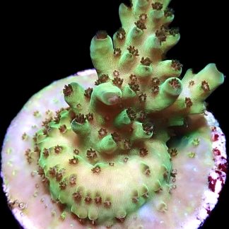 WYSIWYG 23D Rainbow Acropora Granulosa Frag