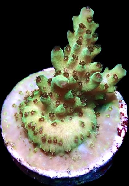 WYSIWYG 23D Rainbow Acropora Granulosa Frag