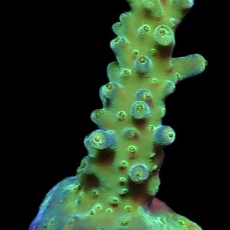 WYSIWYG 23H Joker Acropora Frag