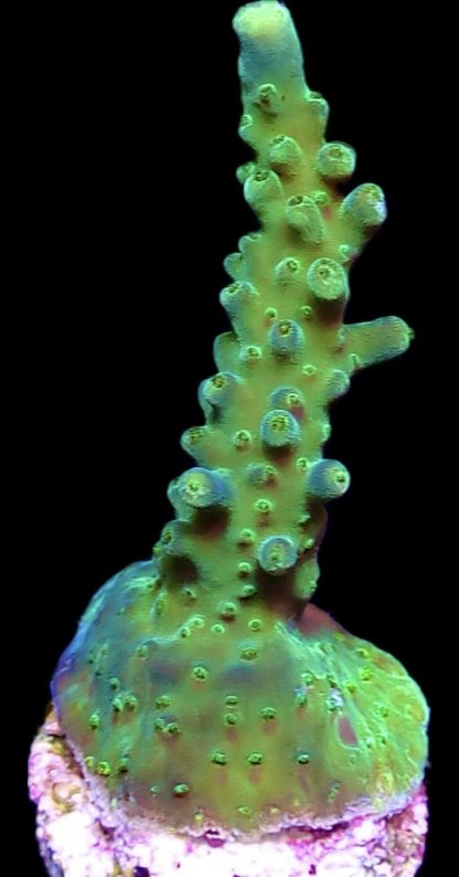 WYSIWYG 23H Joker Acropora Frag