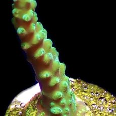 WYSIWYG 26i Joker Acropora Frag