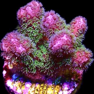 WYSIWYG 7E Amethyst Gem Pocillopora Frag