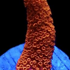 WYSIWYG 13J Burning Ember Montipora Frag