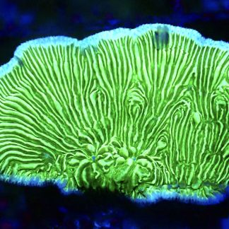 WYSIWYG 34H Wrinkle Leptoseris Frag