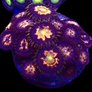 WYSIWYG Zoanthid Frag B20