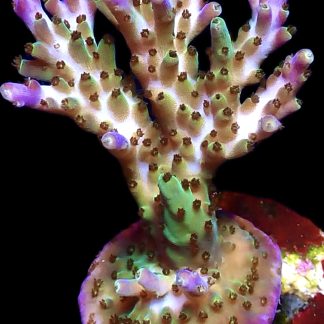 WYSIWYG 23G Tri Berry Acropora Frag