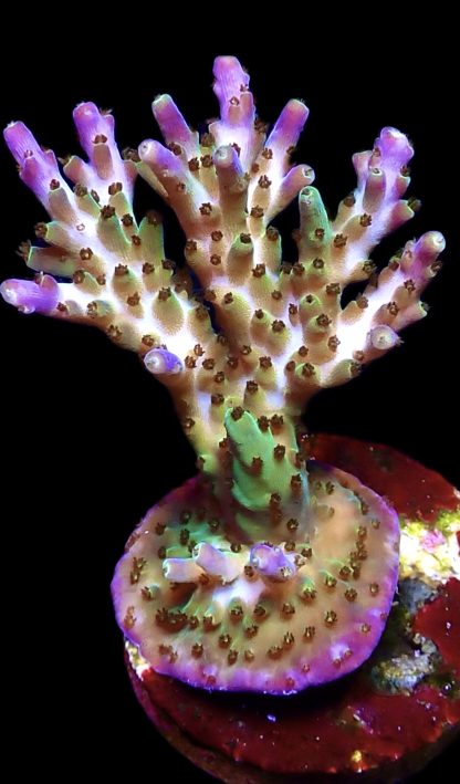 WYSIWYG 23G Tri Berry Acropora Frag