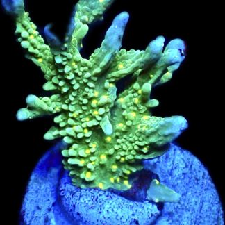 WYSIWYG 15K Montipora Hirsuta Frag