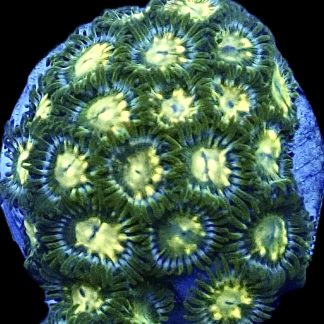 WYSIWYG Zoanthid Frag B16