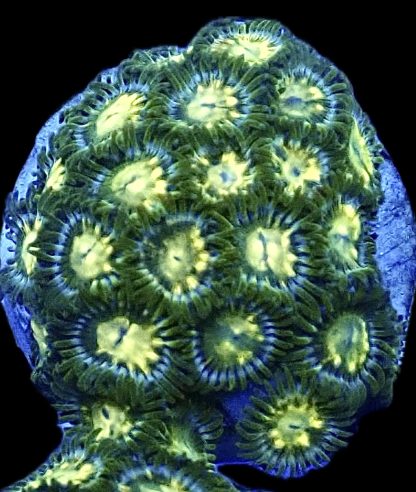 WYSIWYG Zoanthid Frag B16