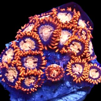 WYSIWYG Zoanthid Frag B28
