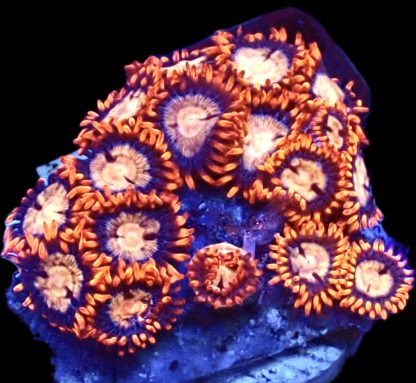 WYSIWYG Zoanthid Frag B28