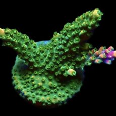 WYSIWYG 21G M.O.C. Bubblebath Unicorn Acropora Frag