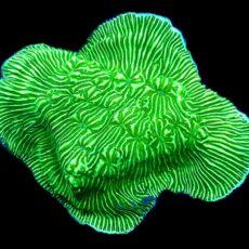 WYSIWYG 35A Wrinkle Leptoseris Frag