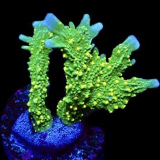 WYSIWYG 18A Montipora Hirsuta Frag Extra Large