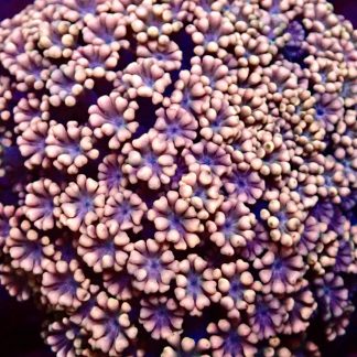 Pink Carnation Alvepora Frag 20+ Polyps