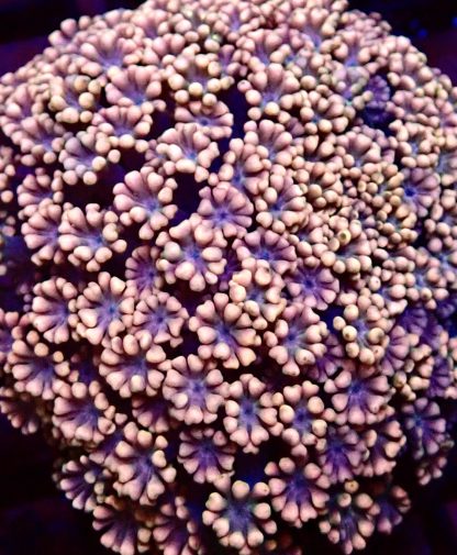 Pink Carnation Alvepora Frag 20+ Polyps