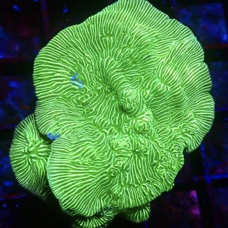 WYSIWYG 32C Wrinkle Leptoseris Frag Large