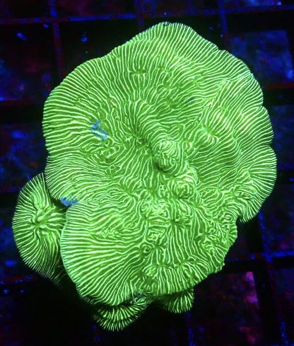 WYSIWYG 32C Wrinkle Leptoseris Frag Large