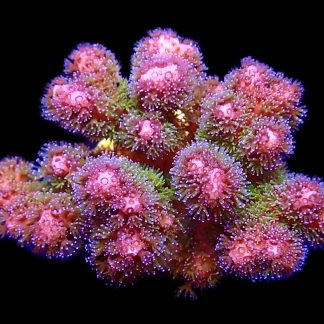 WYSIWYG 21E Amethyst Gem Pocillopora Frag Extra Large