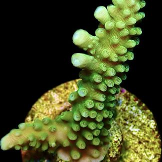 WYSIWYG 9D Bali Slimer Staghorn Acropora