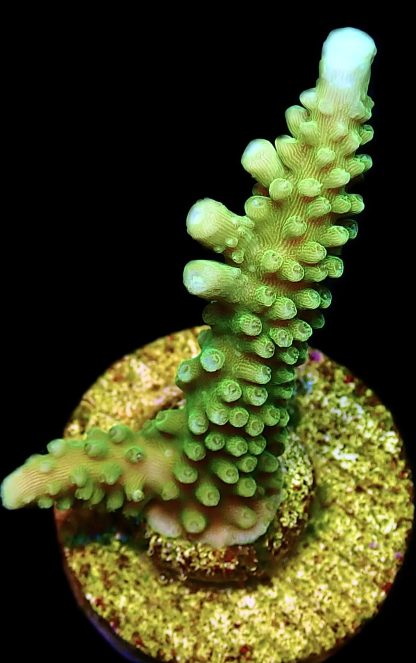 WYSIWYG 9D Bali Slimer Staghorn Acropora