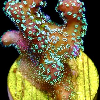 WYSIWYG 13J Rainbow Stylophora Frag