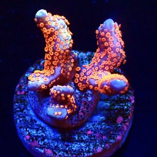 WYSIWYG 16K Bubblegum Montipora