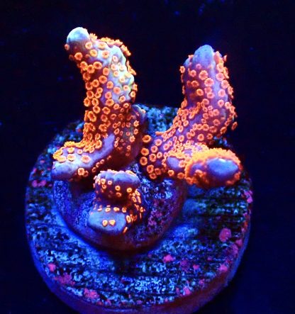 WYSIWYG 16K Bubblegum Montipora