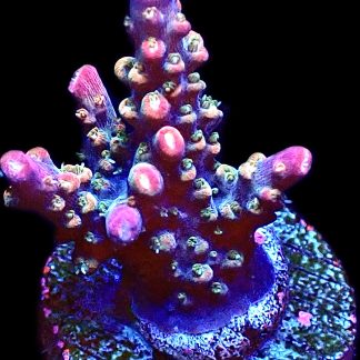 WYSIWYG 24F Krakatoa Acropora Frag