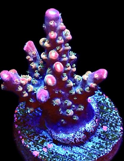 WYSIWYG 24F Krakatoa Acropora Frag