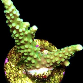 WYSIWYG 21E Bali Slimer Staghorn Acropora