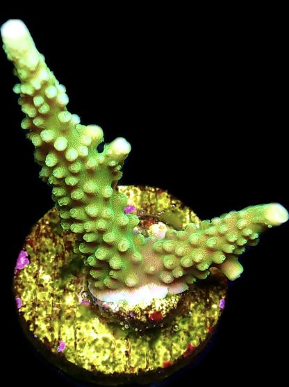 WYSIWYG 21E Bali Slimer Staghorn Acropora
