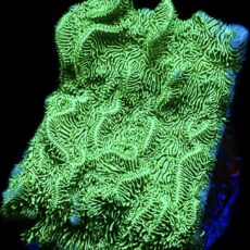 WYSIWYG M18 Ultra Metallic Scrolling Pavona Frag Large