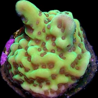 WYSIWYG 7A Appleberry Montipora Small Frag