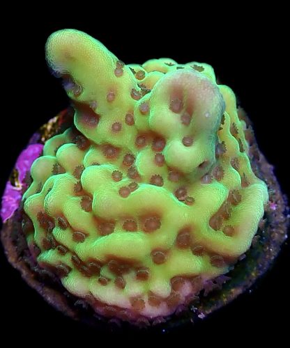 WYSIWYG 7A Appleberry Montipora Small Frag