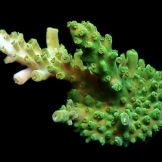 WYSIWYG 22i M.O.C. Green Slimer Acropora Frag