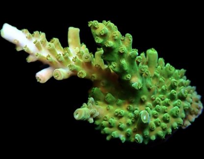 WYSIWYG 22i M.O.C. Green Slimer Acropora Frag