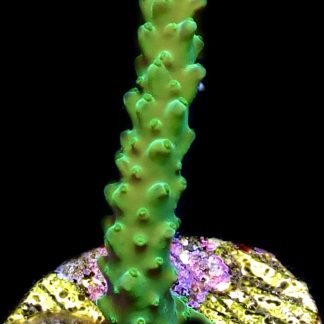 WYSIWYG 21C Joker Acropora Frag