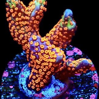 WYSIWYG 15F Bubblegum Montipora