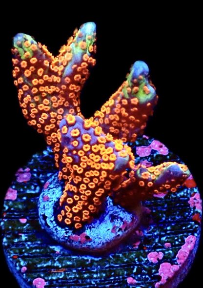 WYSIWYG 15F Bubblegum Montipora