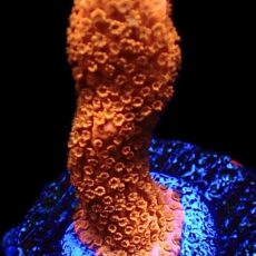 WYSIWYG 26A Burning Ember Montipora Frag