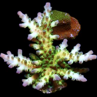 WYSIWYG 12G Violet Venom Acropora Frag Extra Large
