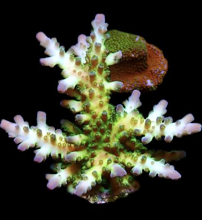 WYSIWYG 12G Violet Venom Acropora Frag Extra Large