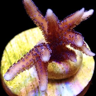 WYSIWYG 11E Pink Seriatopora Hysterix Frag
