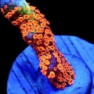 WYSIWYG 9i Bubblegum Montipora