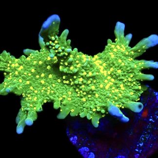 WYSIWYG 17J Montipora Hirsuta Frag Extra Large