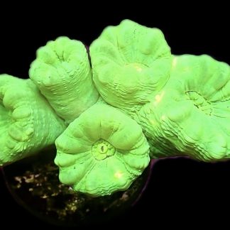 WYSIWYG 31H Ultra Neon Fluorescent Candy Cane